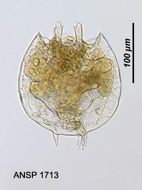 Platyias quadricornis f. brevispinus Platyias quadricornis f. brevispinus