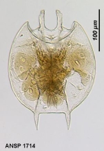 Platyias leloupi
