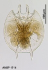 Platyias leloupi
