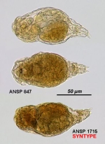 Pleurotrocha altilis