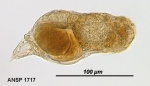 Pleurata chalicodes