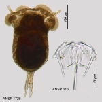 Ploesoma hudsoni