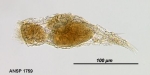 Proalinopsis gracilis