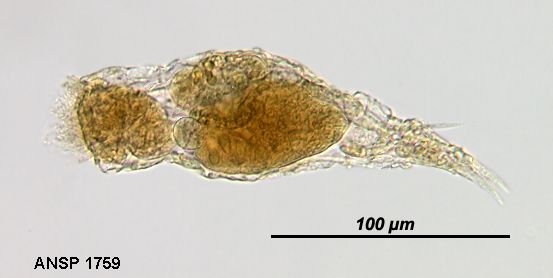 Proalinopsis gracilis