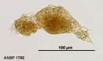 Proalinopsis squamipes