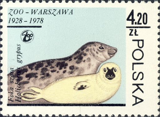 Halichoerus grypus Halichoerus grypus