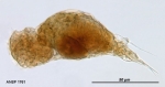 Proalinopsis staurus