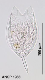 Lecane decipiens