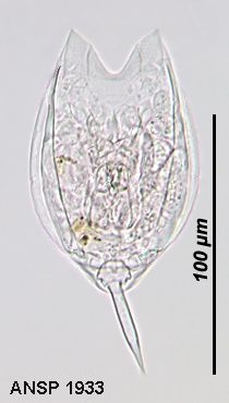Lecane decipiens