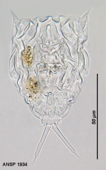 Lecane aculeata