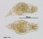 Pleurotrocha petromyzon