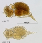 Pleurotrocha robusta