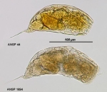 Trichocerca dixonnuttalli