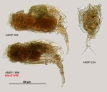 Trichotria eukosmeta