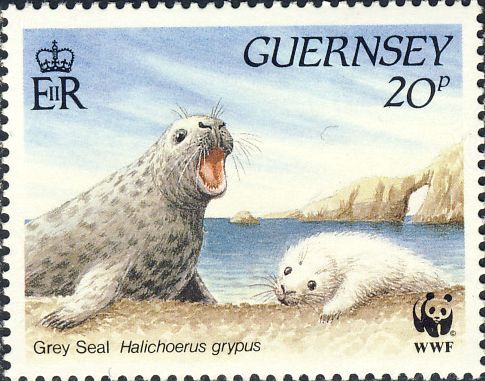 Halichoerus grypus Halichoerus grypus