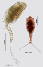 Trichotria tetractis similis
