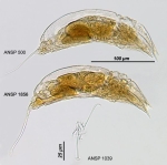 Trichocerca marina