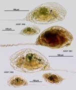 Trichocerca rattus f. cristata