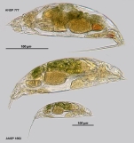 Trichocerca macera