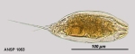 Trichocerca gracilis