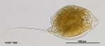 Trichocerca lata
