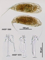 Trichocerca lophoessa