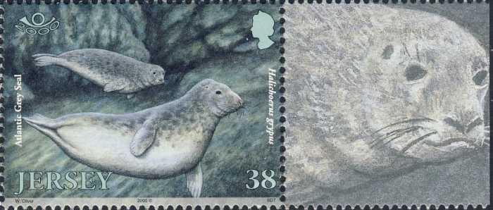 Halichoerus grypus Halichoerus grypus