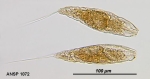 Trichocerca mollis