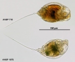 Trichocerca bicuspes