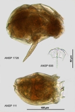 Ploesoma triacantha