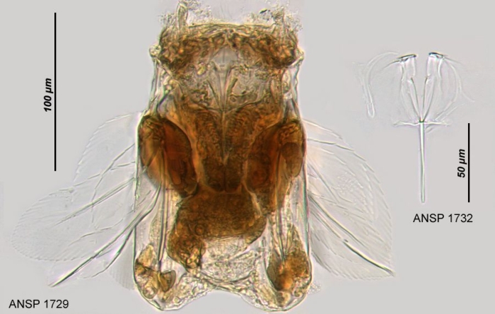 Polyarthra euryptera