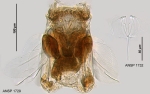 Polyarthra euryptera