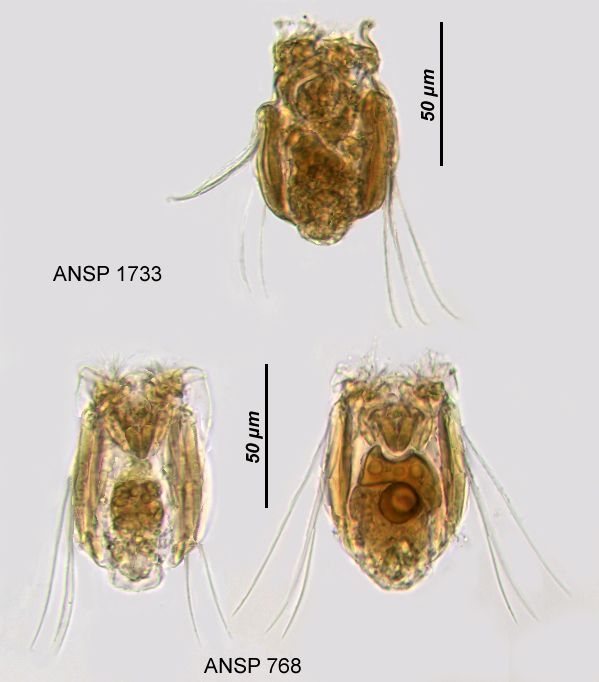 Polyarthra remata