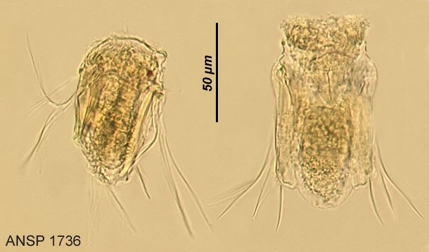 Polyarthra dolichoptera