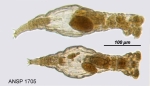 Philodina roseola