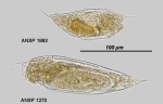 Trichocerca similis