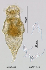 Tylotrocha monopus