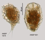 Wolga spinifera