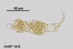 Wierzejskiella velox
