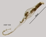 Rotaria neptunia