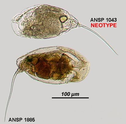 Trichocerca mucosa