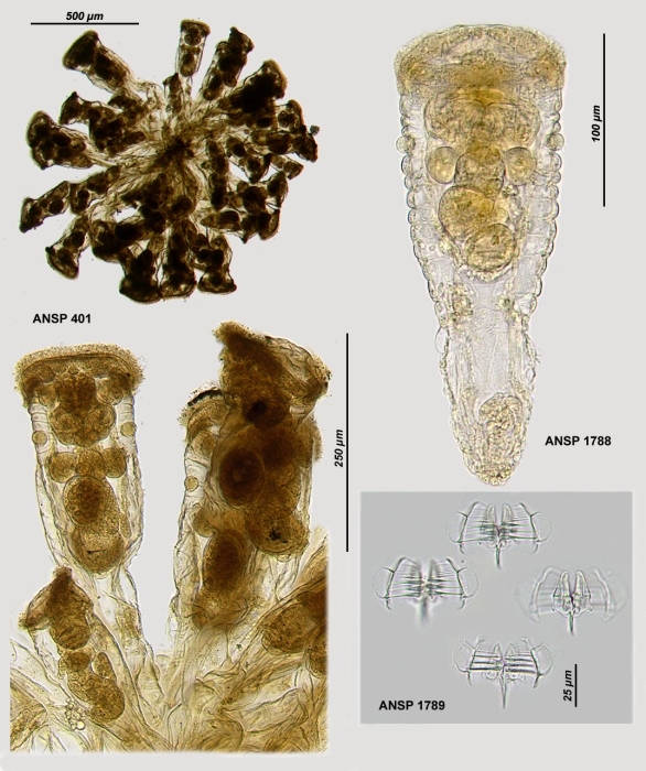 Sinantherina semibullata