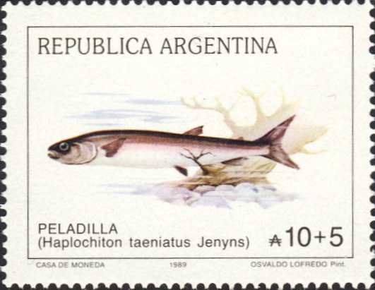Aplochiton taeniatus Aplochiton taeniatus