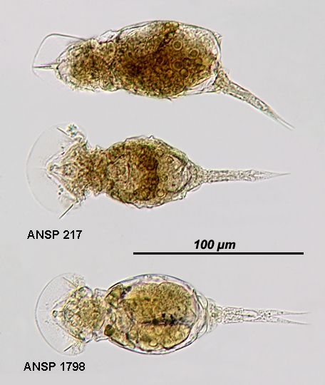 Squatinella lamellaris f. mutica Squatinella lamellaris f. mutica