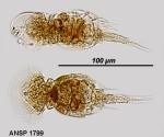 Squatinella rostrum