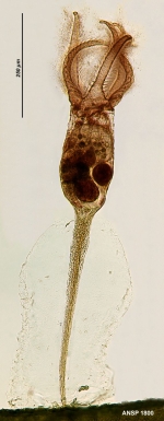Stephanoceros fimbriatus