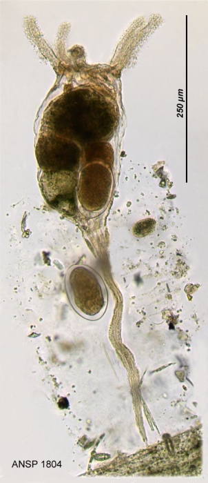 Stephanoceros millsii Stephanoceros millsii
