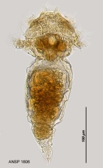 Synchaeta lakowitziana