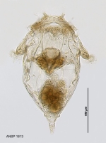 Synchaeta pectinata