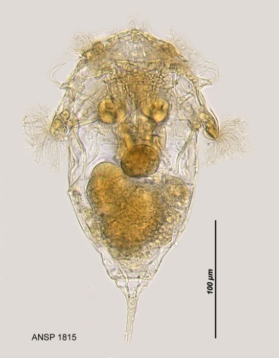 Synchaeta stylata Synchaeta stylata